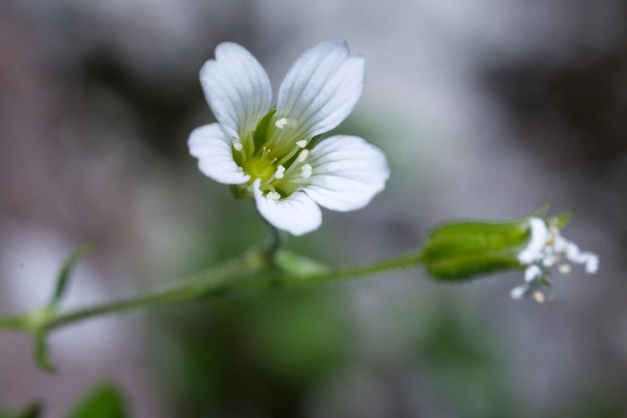 Arenaria bertolonii / Arenaria di Bertoloni